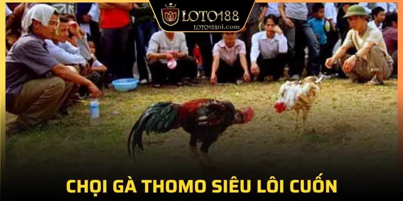 Trải nghiệm chọi kê Thomo không thể rời mắt